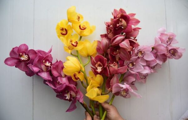 Cymbidium Orchid