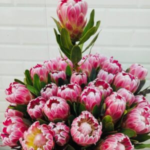 Queen Protea Pink