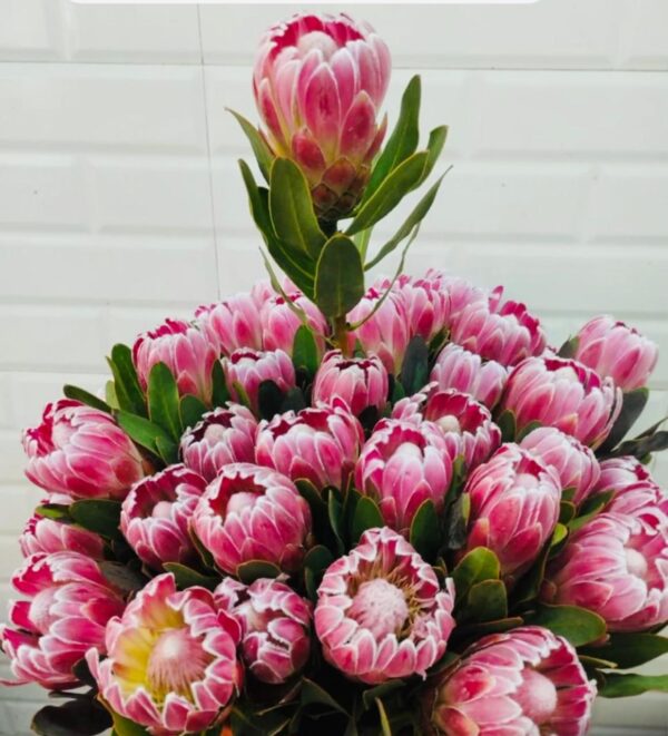 Queen Protea Pink