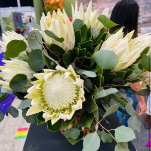 King Protea