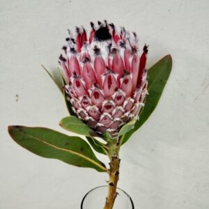 Protea Barbigera