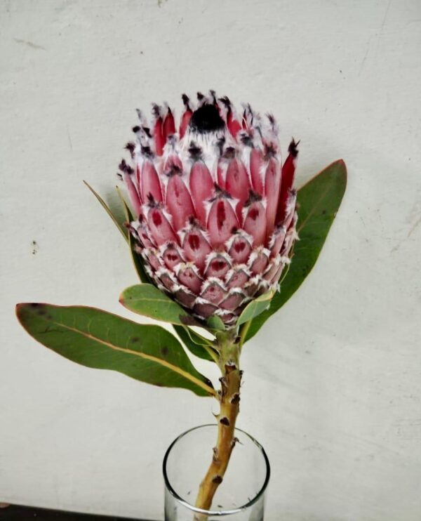 Protea Barbigera