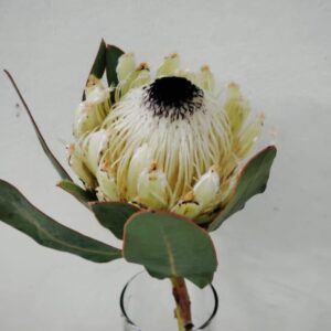 Protea Barbigera