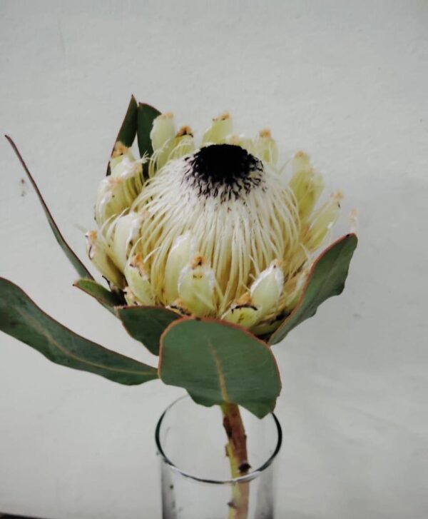 Protea Barbigera