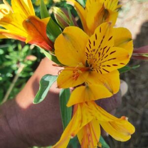 Alstroemeria