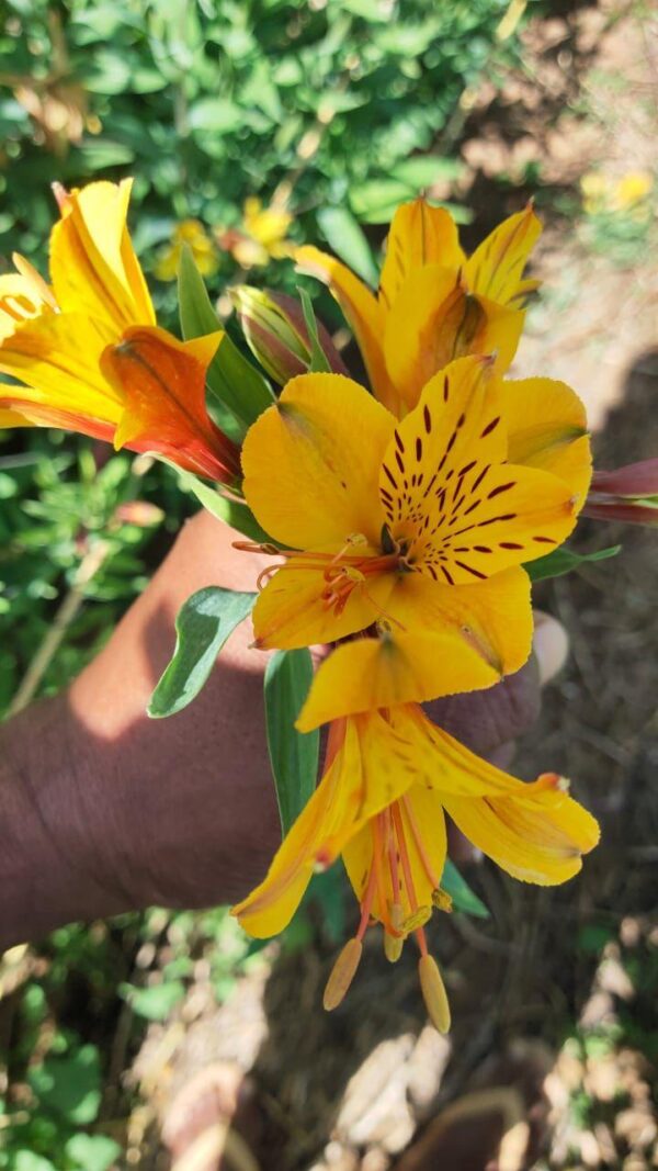 Alstroemeria