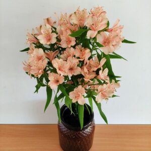 Alstroemeria