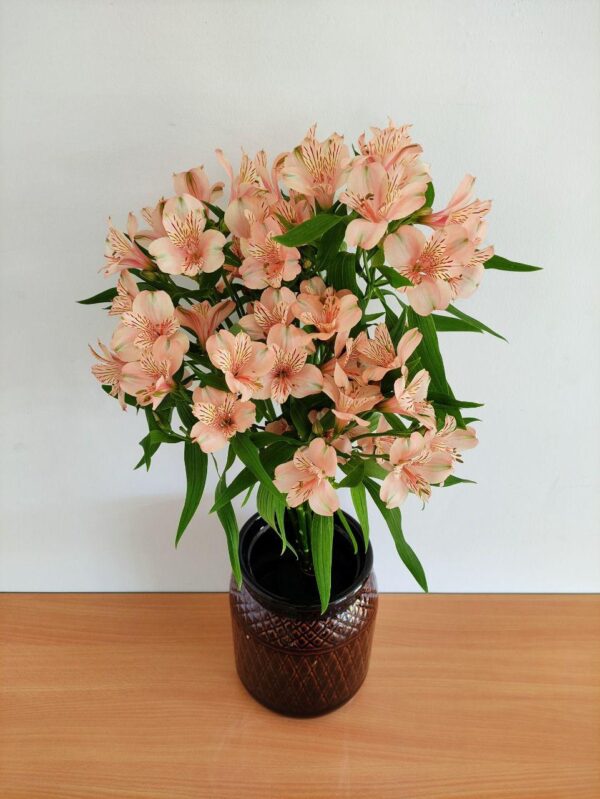 Alstroemeria