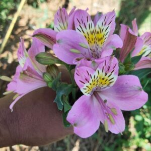 Alstroemeria