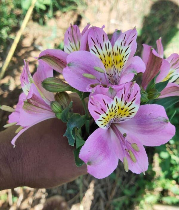 Alstroemeria