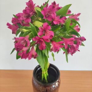 Alstroemeria