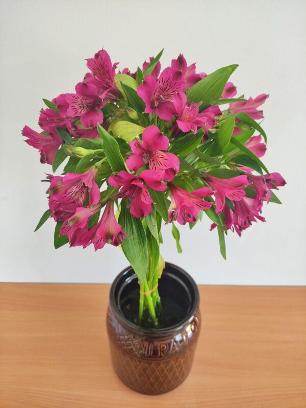 Alstroemeria