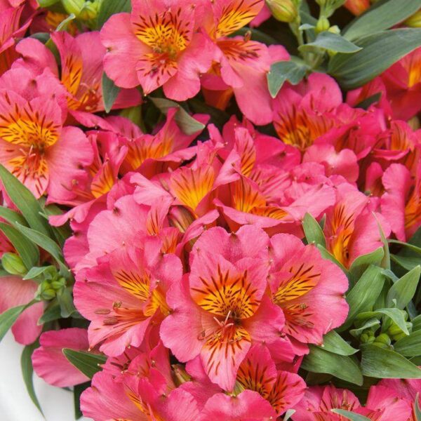 Alstroemeria