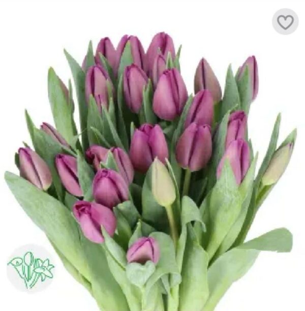 Tulip Bullit