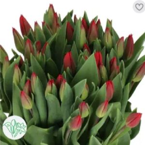 Tulip Love Flight