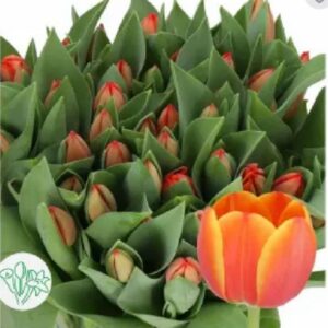 Tulip Adrem