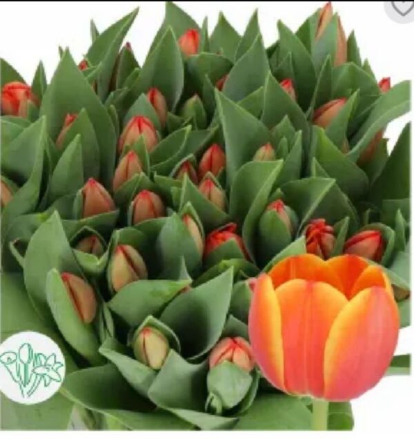 Tulip Adrem