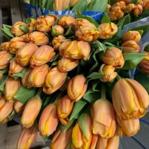 Tulip Orange