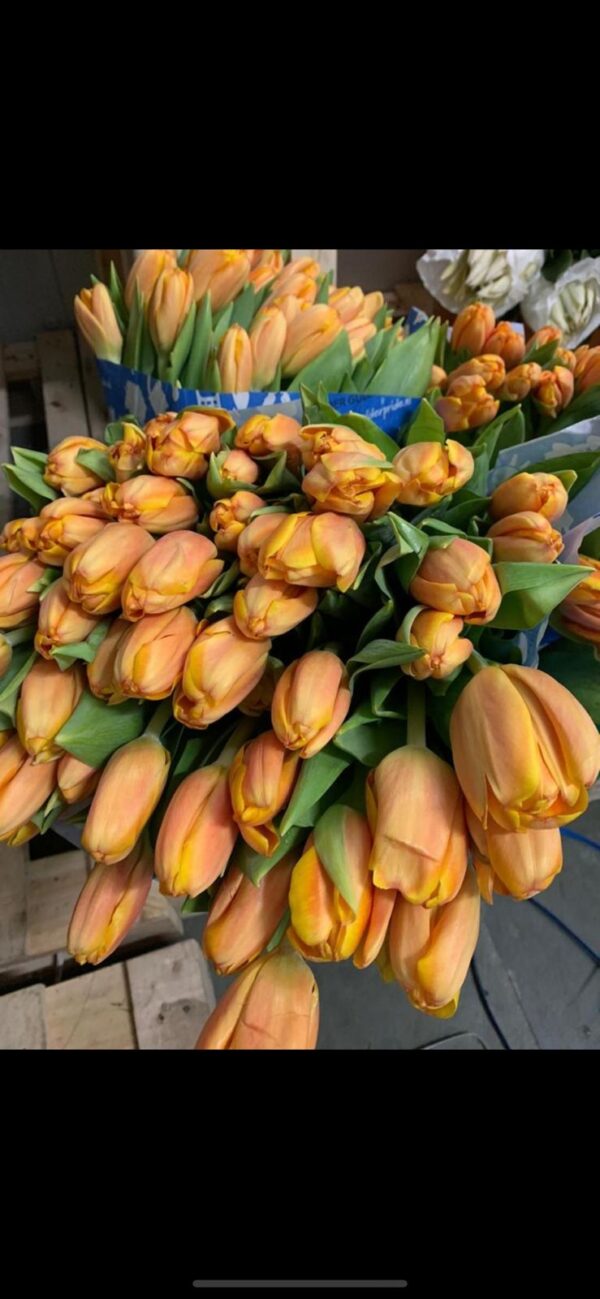 Tulip Orange