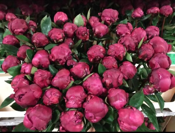 Peonies