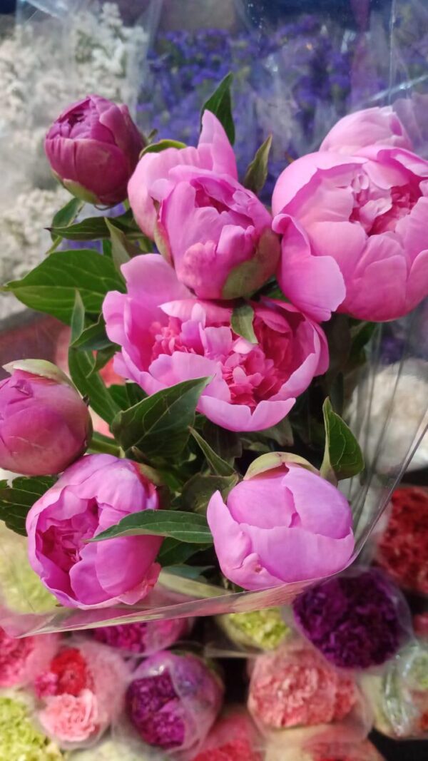 Peonies