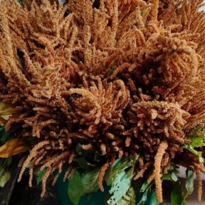 Hanging Amaranthus