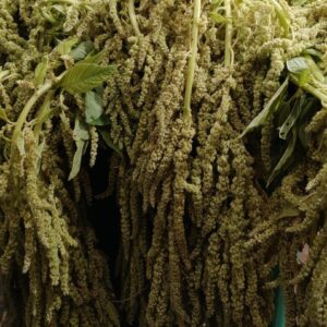 Hanging Amaranthus