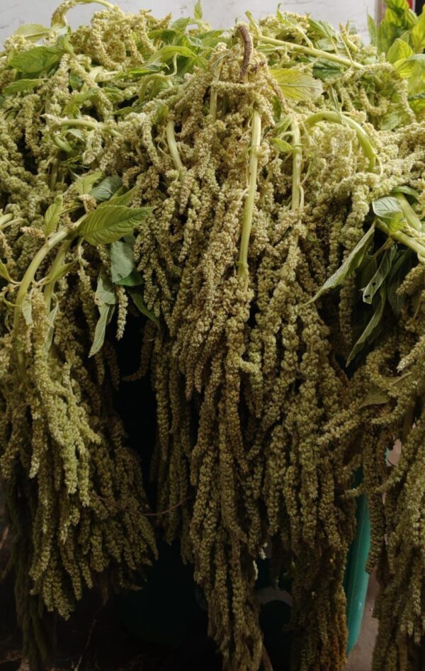 Hanging Amaranthus