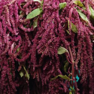 Hanging Amaranthus