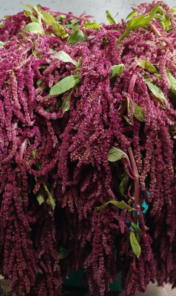 Hanging Amaranthus