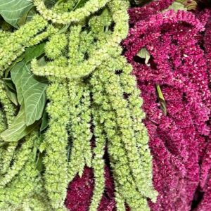 Hanging Amaranthus