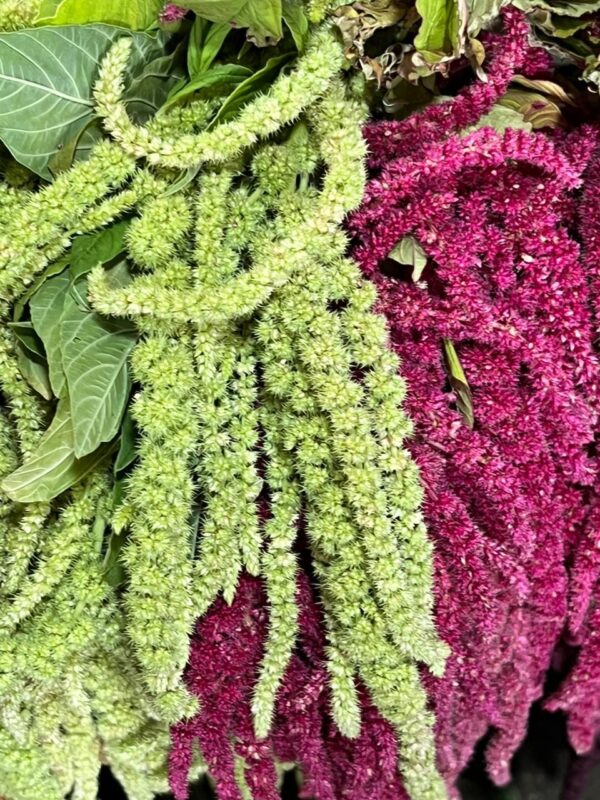 Hanging Amaranthus