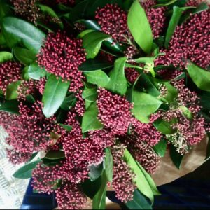 Skimmia