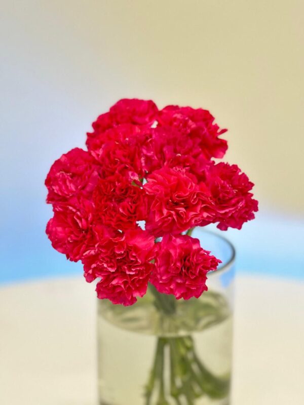 Carnation