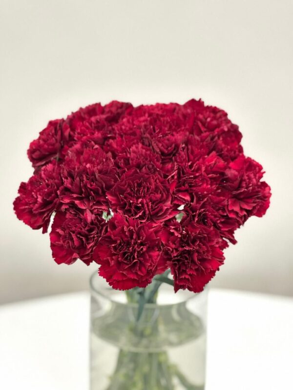 Carnation