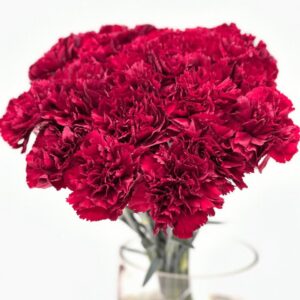 Carnation