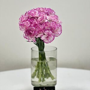 Carnation