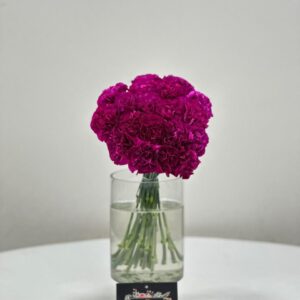 Carnation