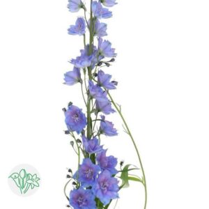 Delphinium