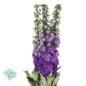 Delphinium