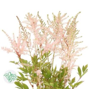 Astilbe