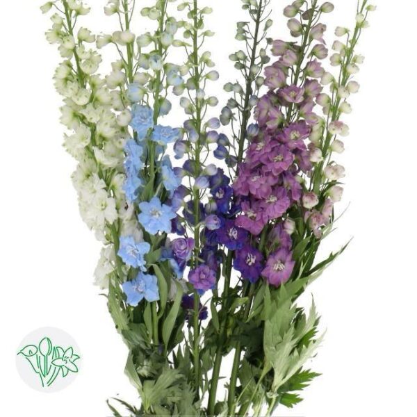 Delphinium