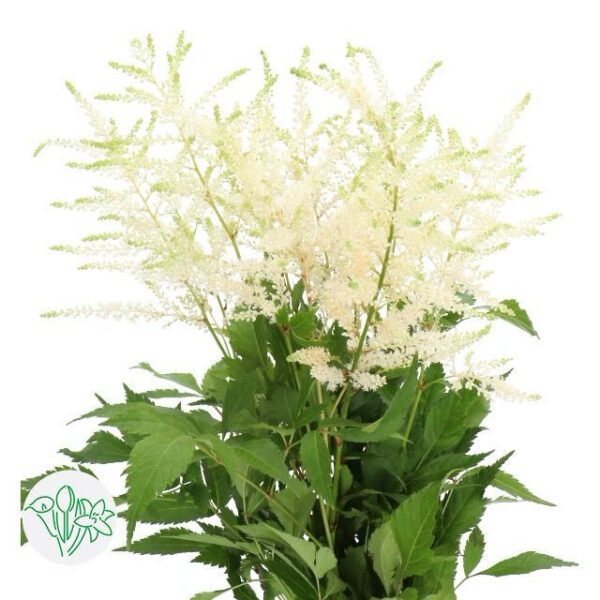 Astilbe