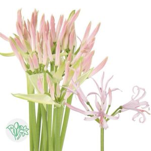 Nerine