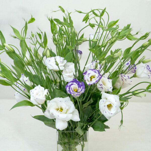 Eustoma